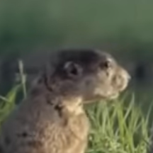 Woodchuck Song (Sparta Upsilon Base V3): a song